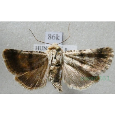Chersotis fimbriola (Esper, 1803) Hungaria86k